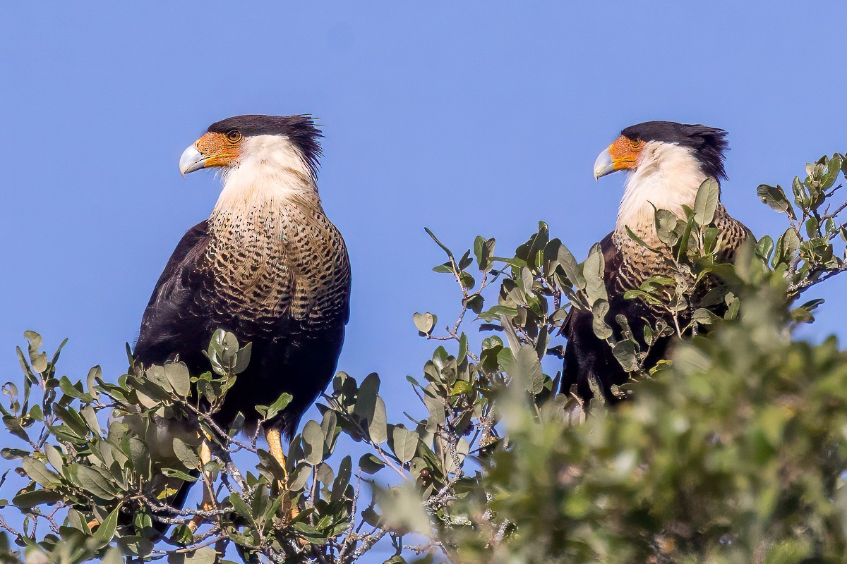 Crested Caracara - ML625174435