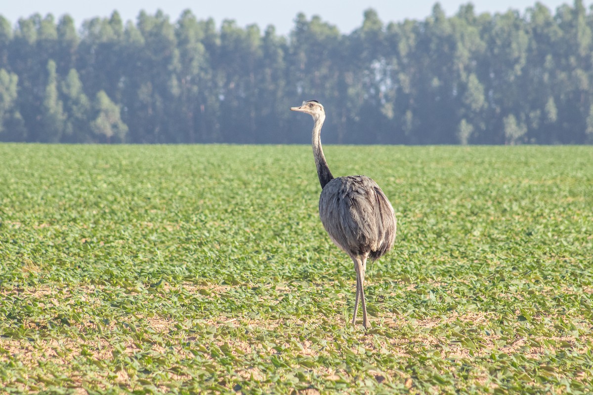 Greater Rhea - ML625174459