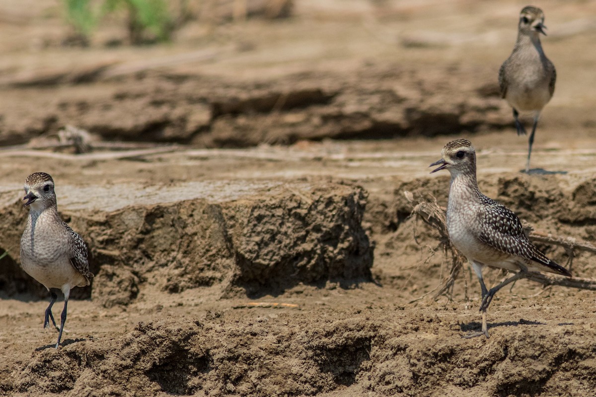 American Golden-Plover - ML625174501
