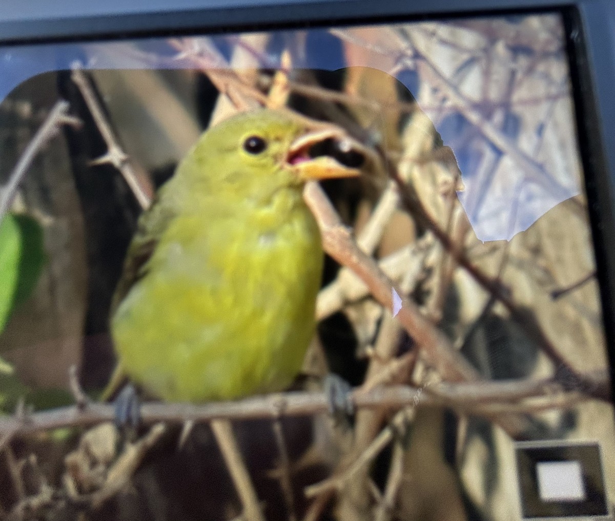 Scarlet Tanager - ML625174631