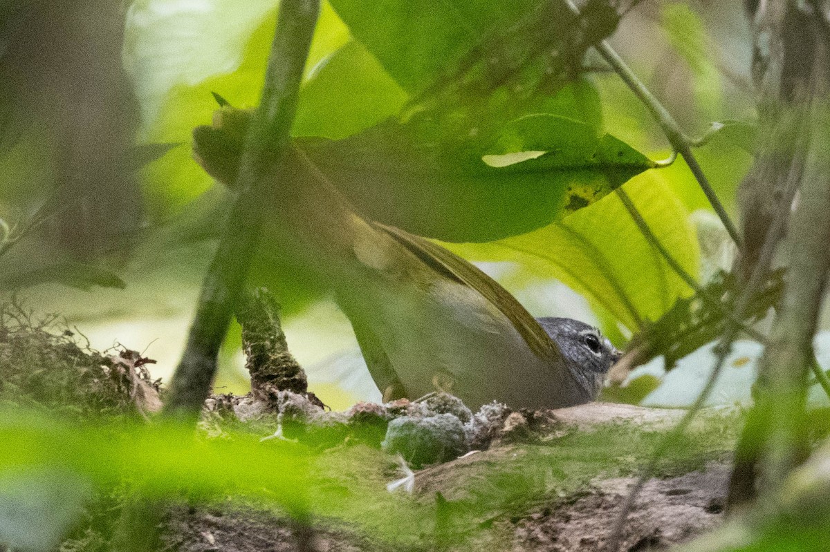 White-browed Warbler - ML625174658