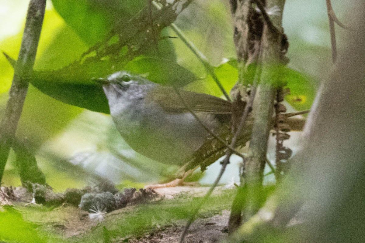 White-browed Warbler - ML625174659