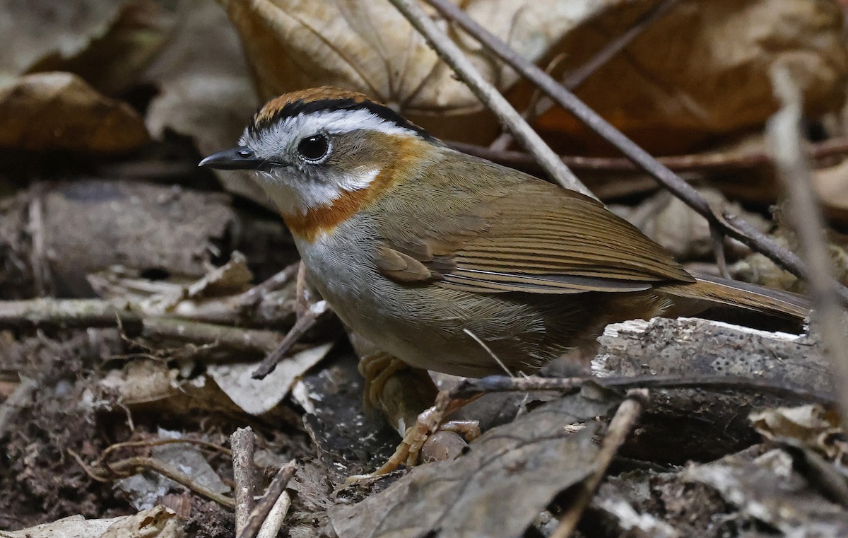 Rufous-throated Fulvetta - ML625174726