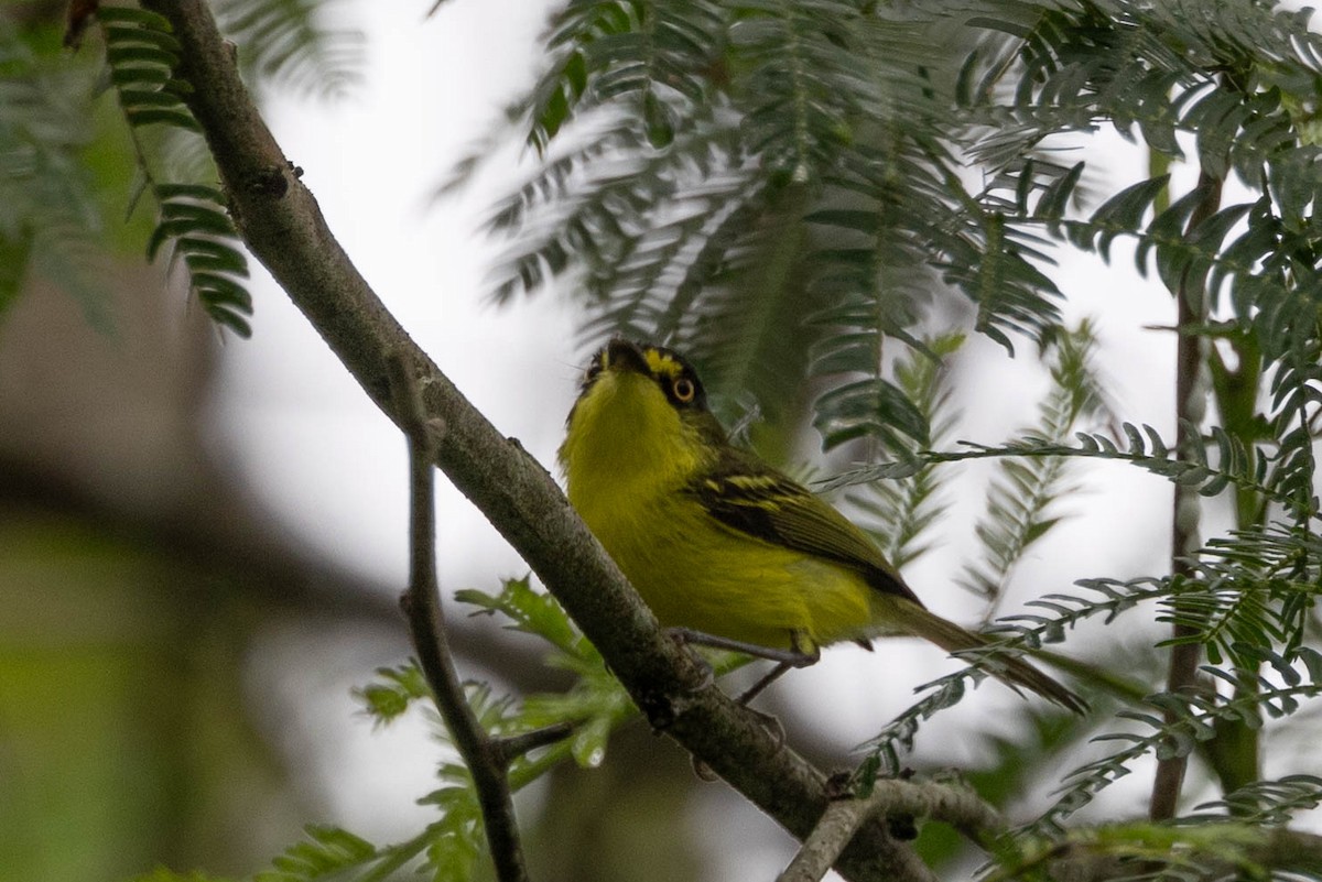 Gray-headed Tody-Flycatcher - ML625174837