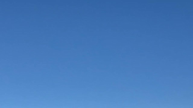 Common Raven - ML625174970