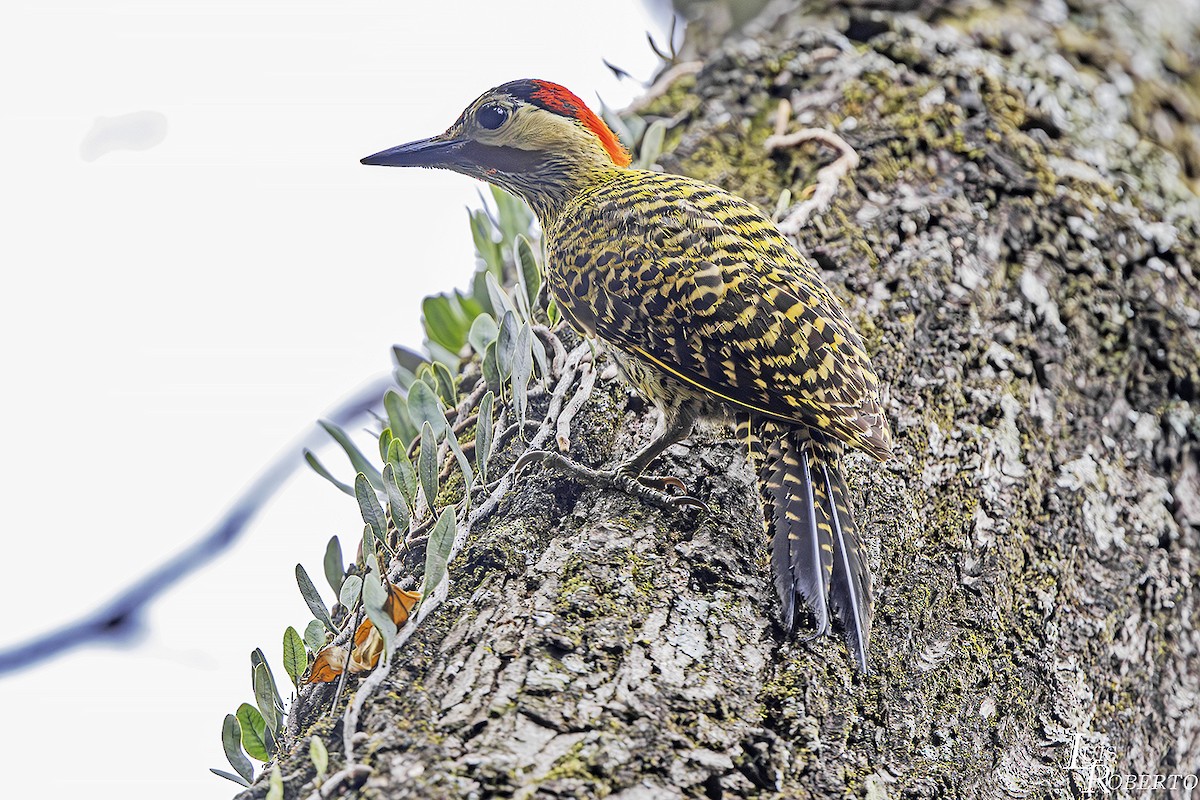 Green-barred Woodpecker - ML625175150
