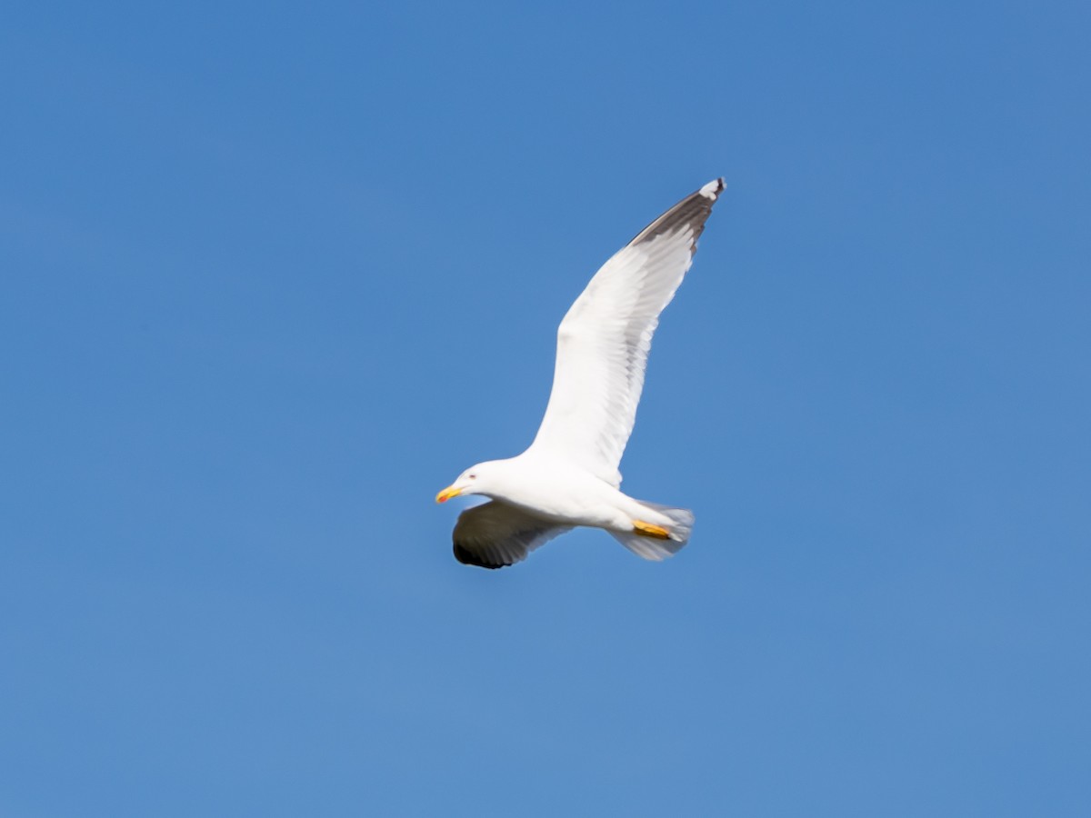 Yellow-legged Gull - ML625175190