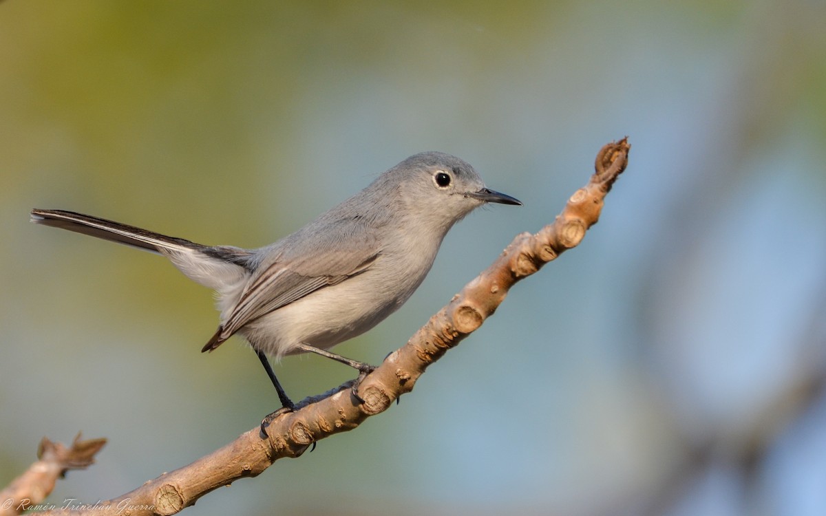 Blue-gray Gnatcatcher - ML625175214