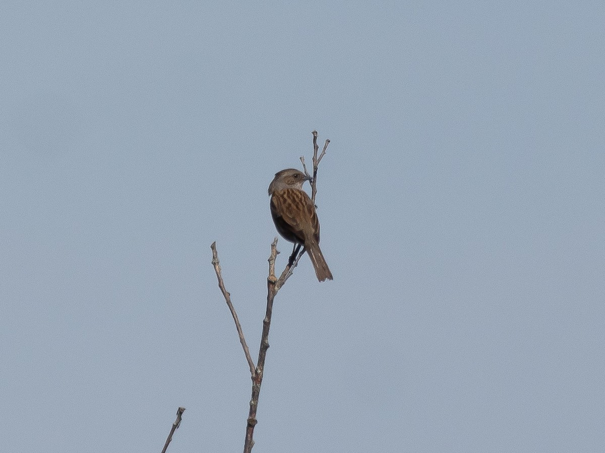 Dunnock - ML625175290