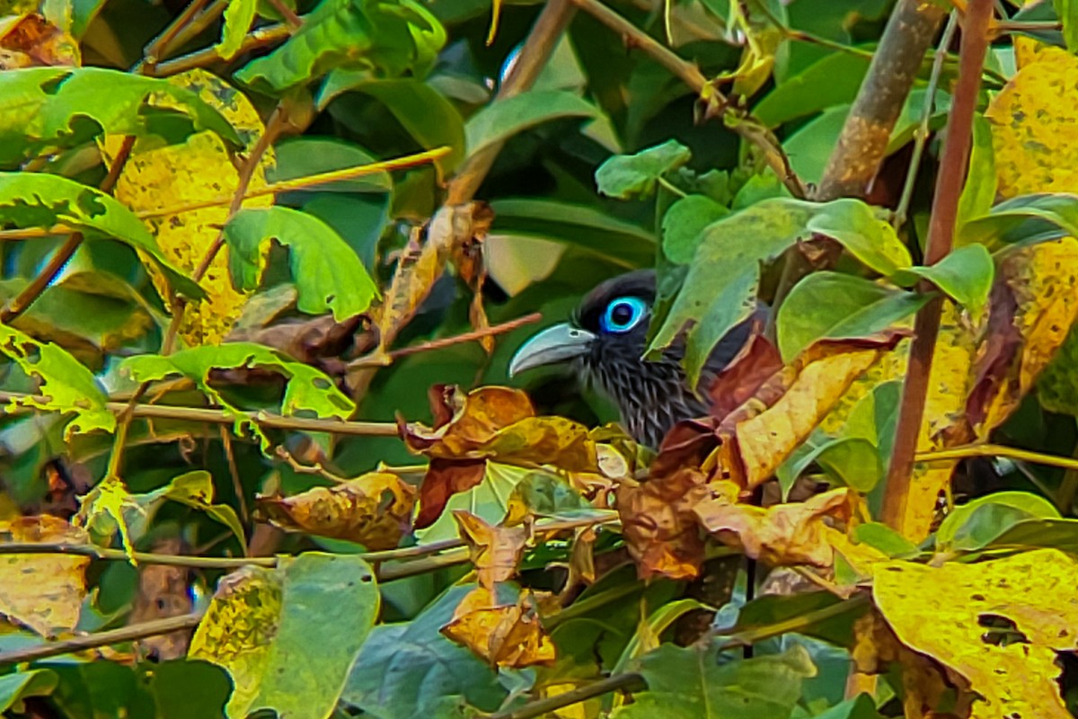 Blue-faced Malkoha - ML625175411