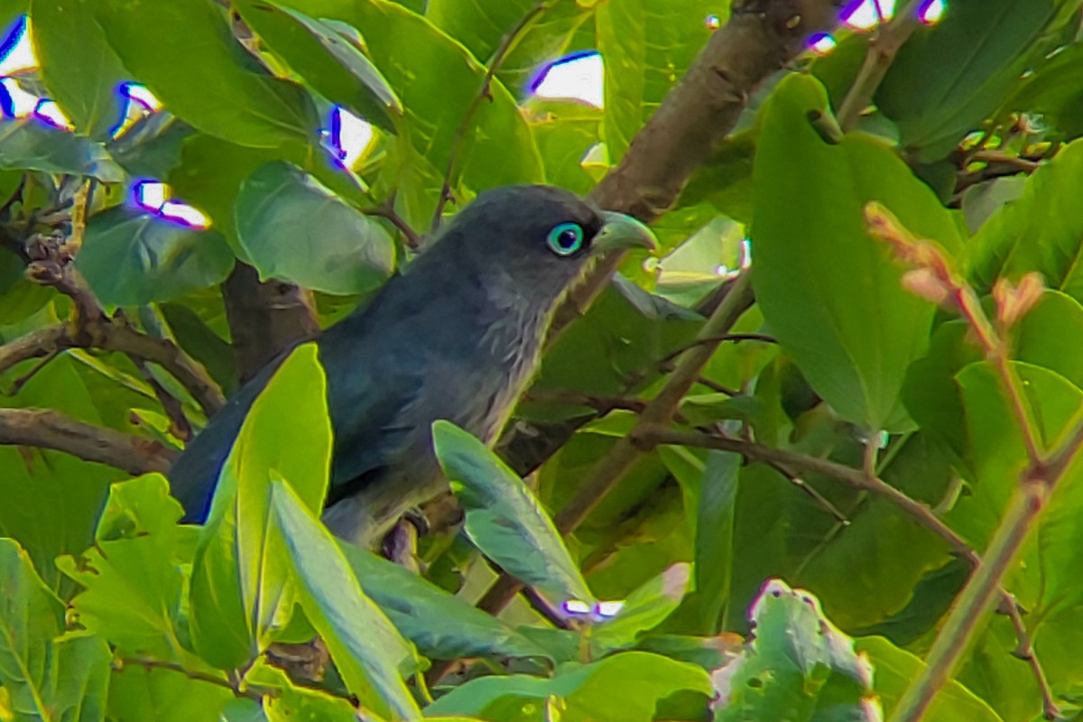 Blue-faced Malkoha - ML625175412