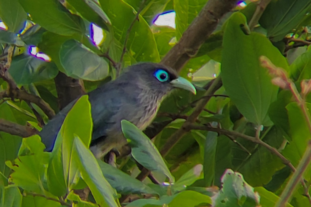 Blue-faced Malkoha - ML625175413