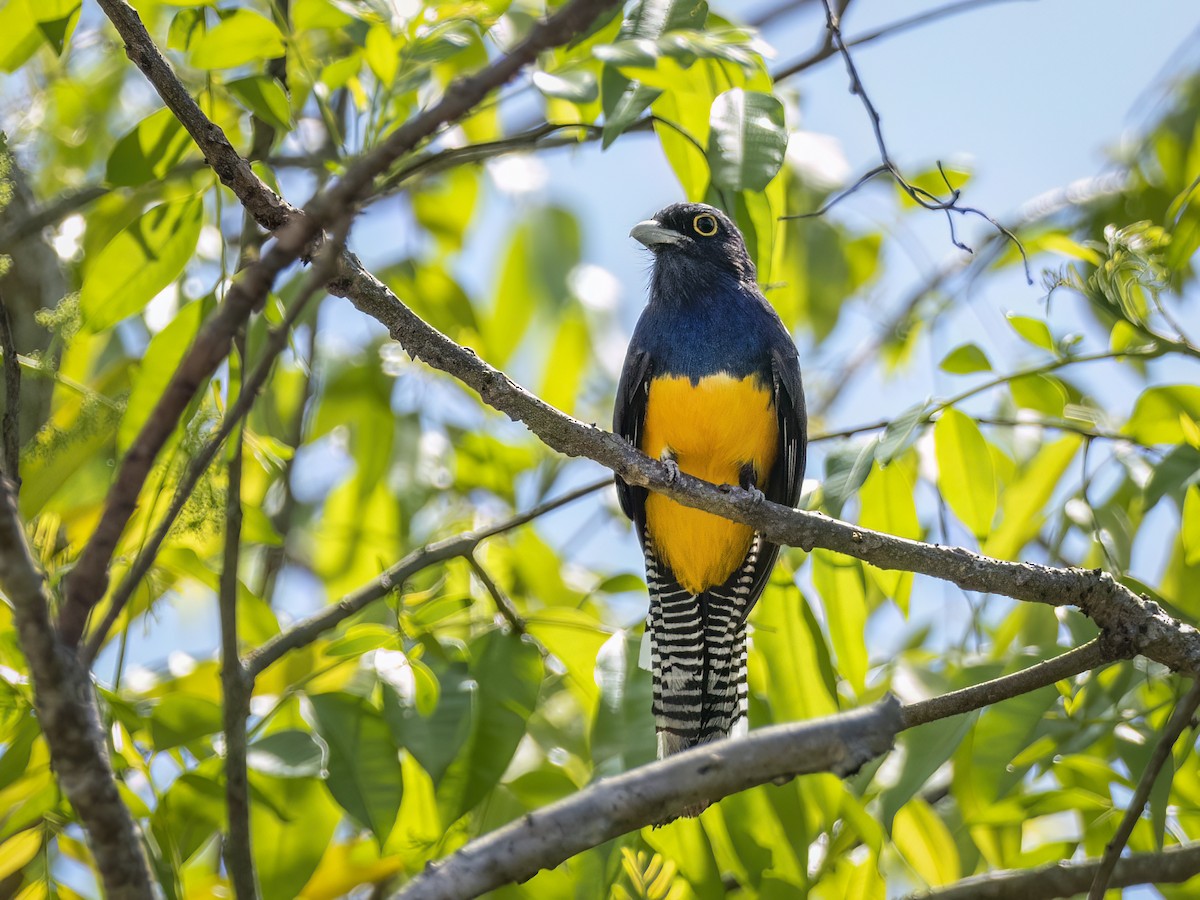 Guianan Trogon - ML625175439