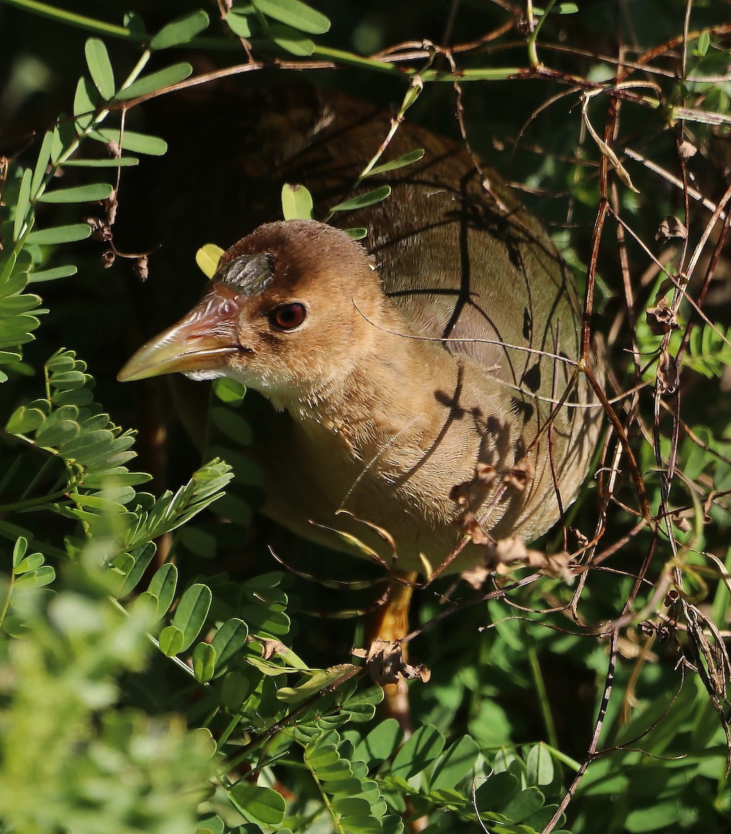 Purple Gallinule - ML625175508