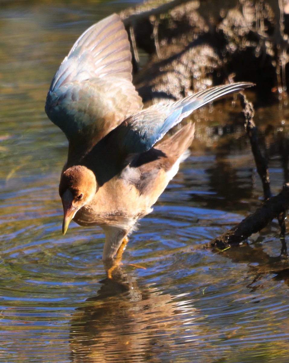 Purple Gallinule - ML625175509