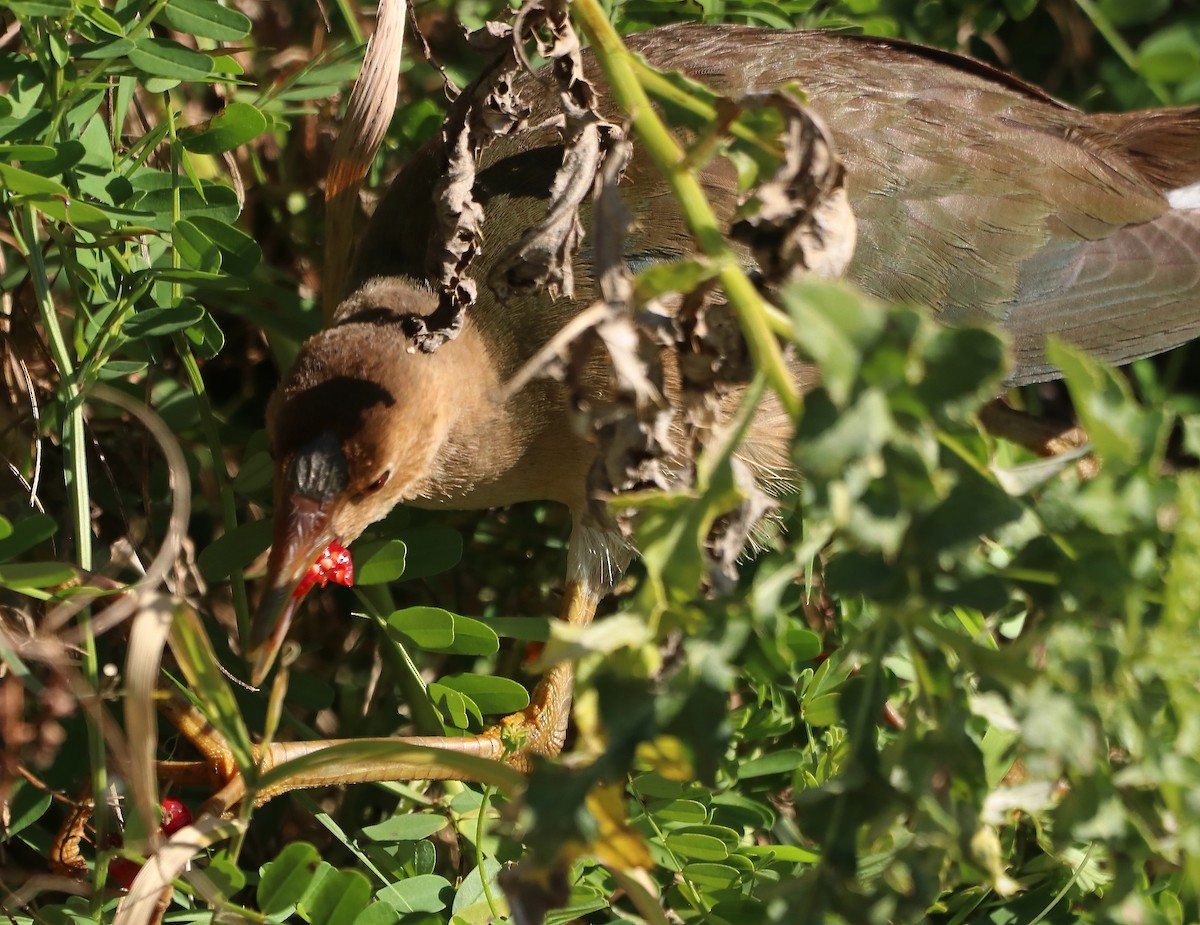Purple Gallinule - ML625175511