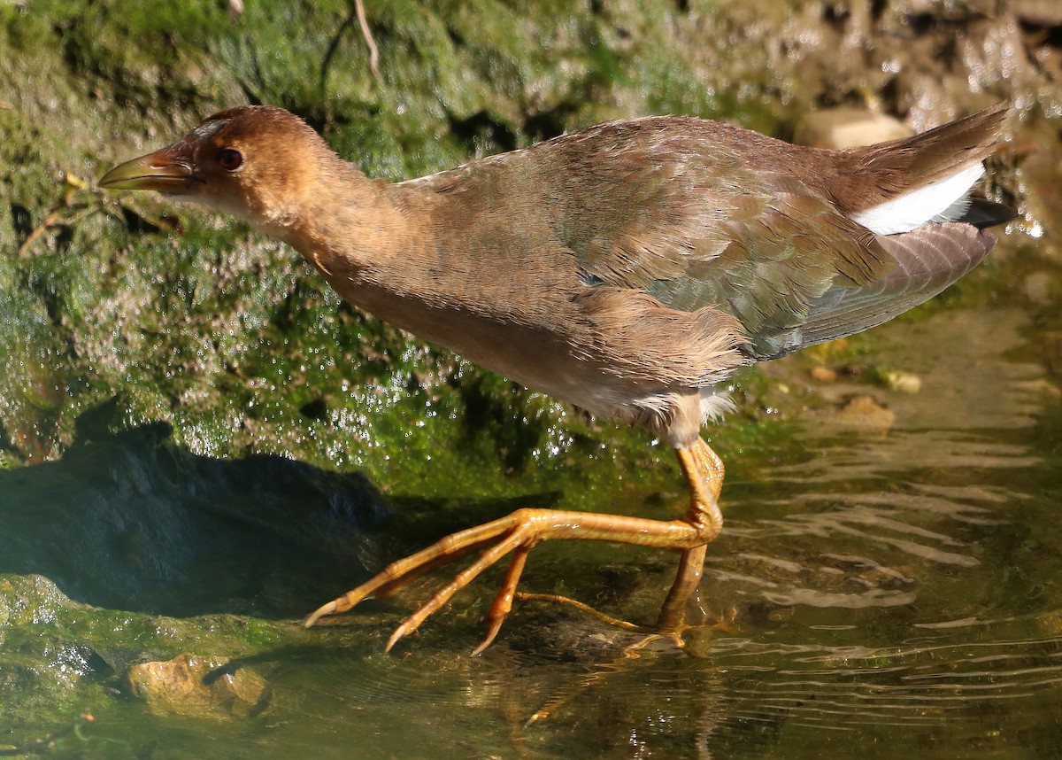 Purple Gallinule - ML625175512