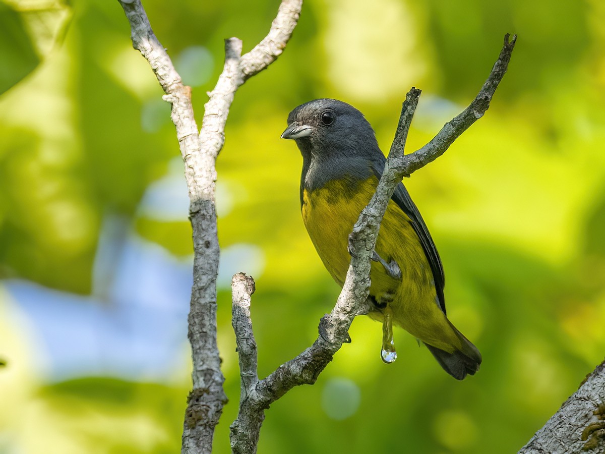 Plumbeous Euphonia - Andres Vasquez Noboa