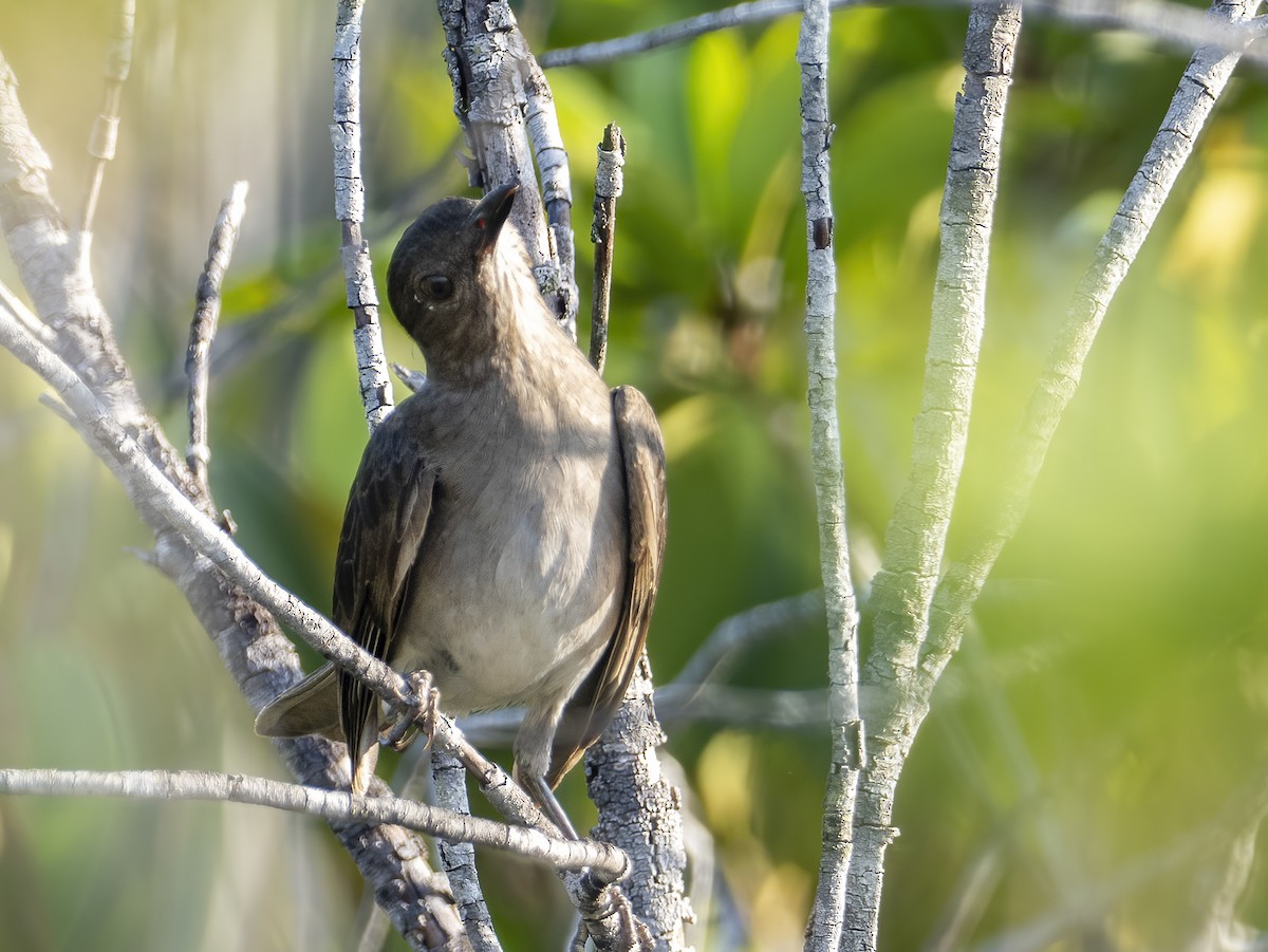 Campina Thrush - Andres Vasquez Noboa