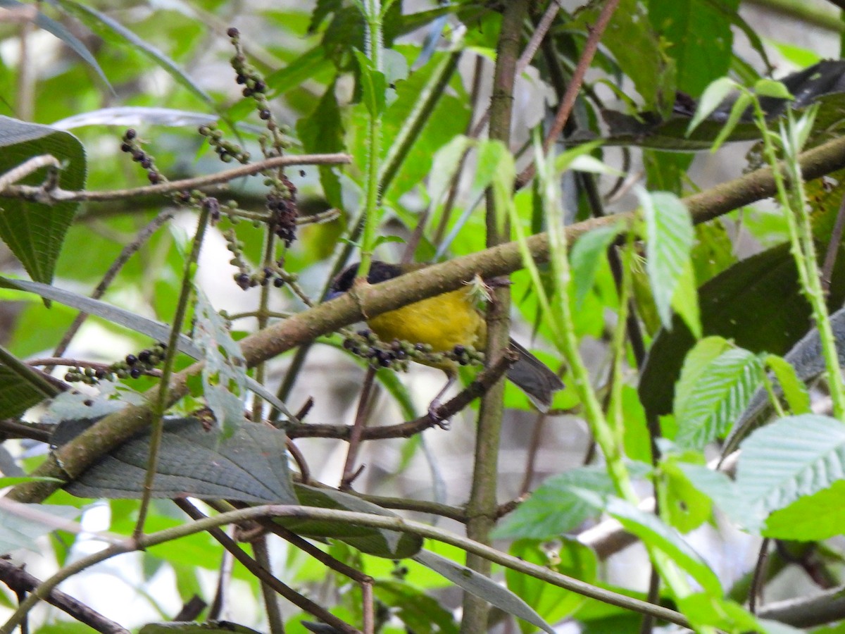 Moustached Brushfinch - ML625175747