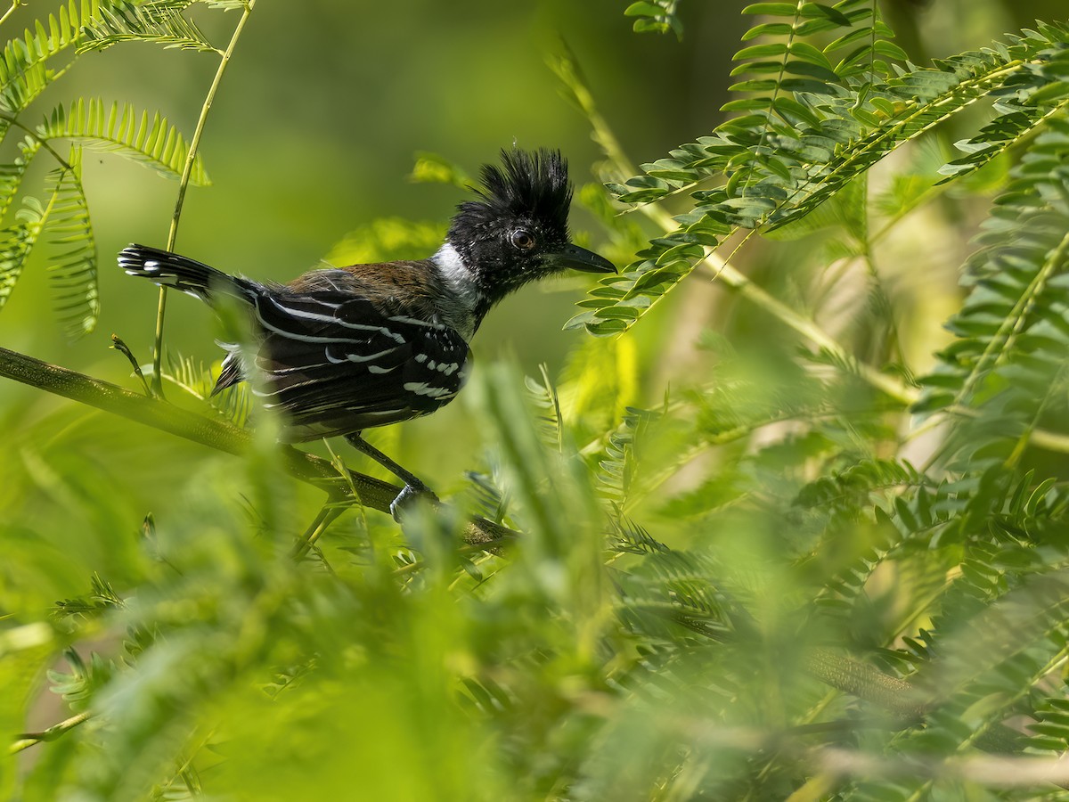 Black-crested Antshrike - ML625175829
