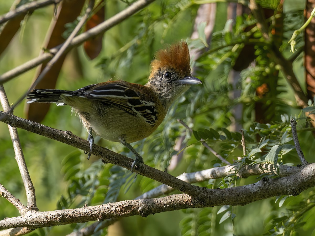 Black-crested Antshrike - ML625175830