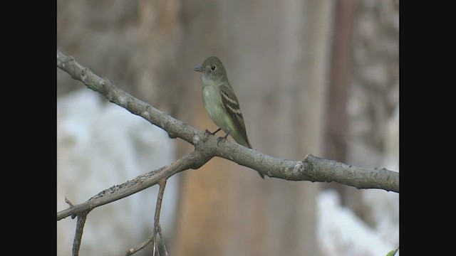 Acadian Flycatcher - ML625175852