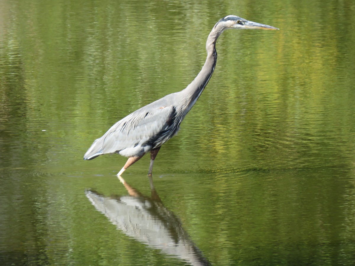 Great Blue Heron - ML625175864