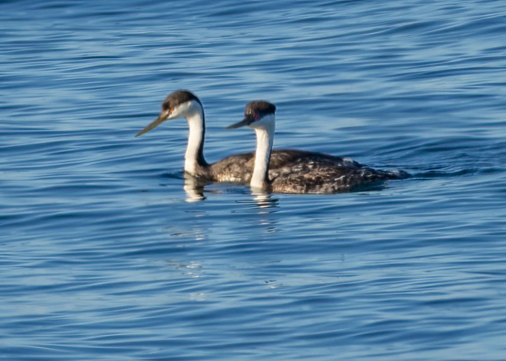 Western Grebe - ML625175956