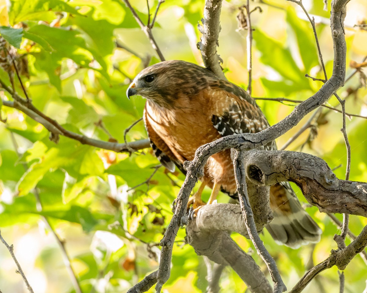 Red-shouldered Hawk - ML625175986