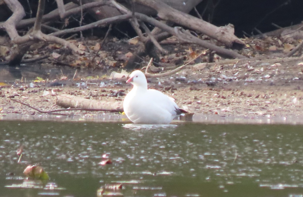 Ross's Goose - ML625175991