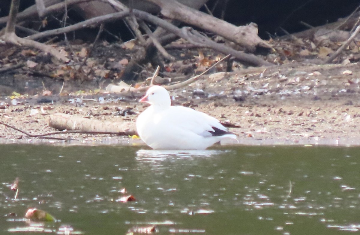 Ross's Goose - ML625175992