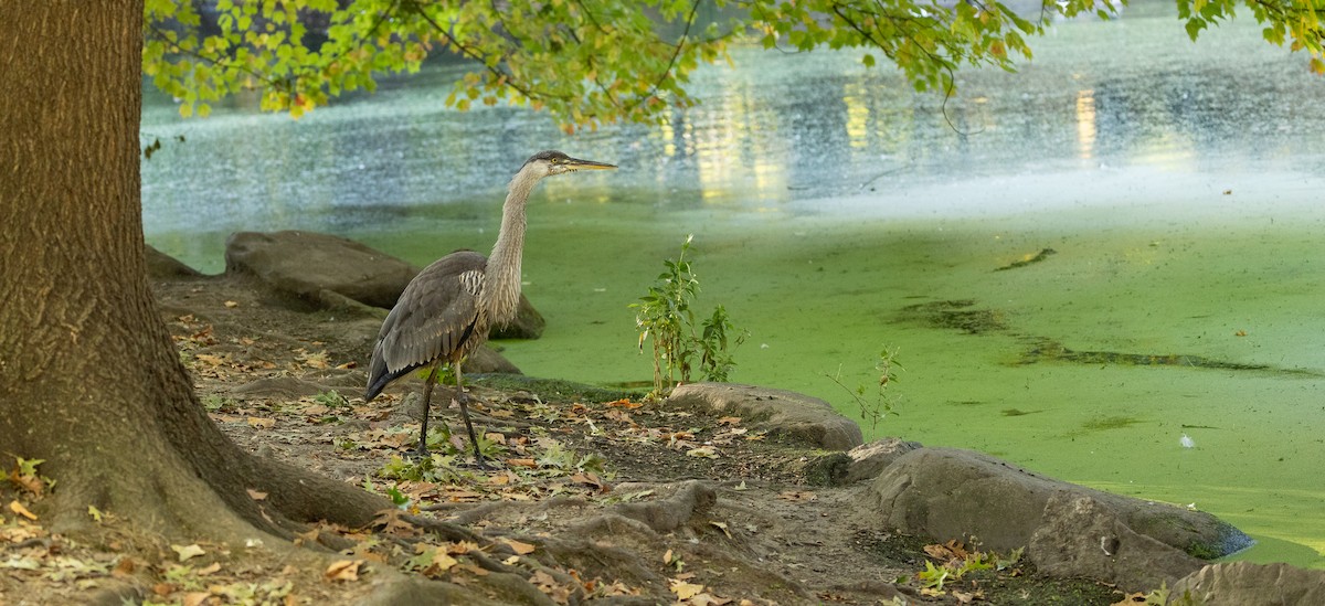 Great Blue Heron - ML625176087