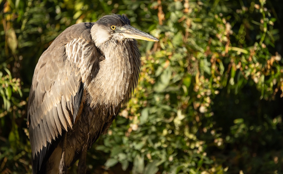 Great Blue Heron - ML625176088