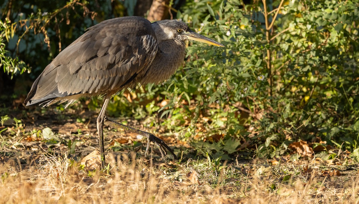Great Blue Heron - ML625176089