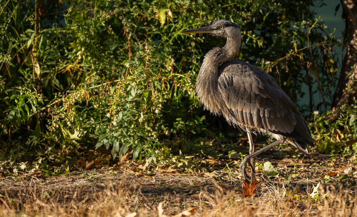 Great Blue Heron - ML625176090