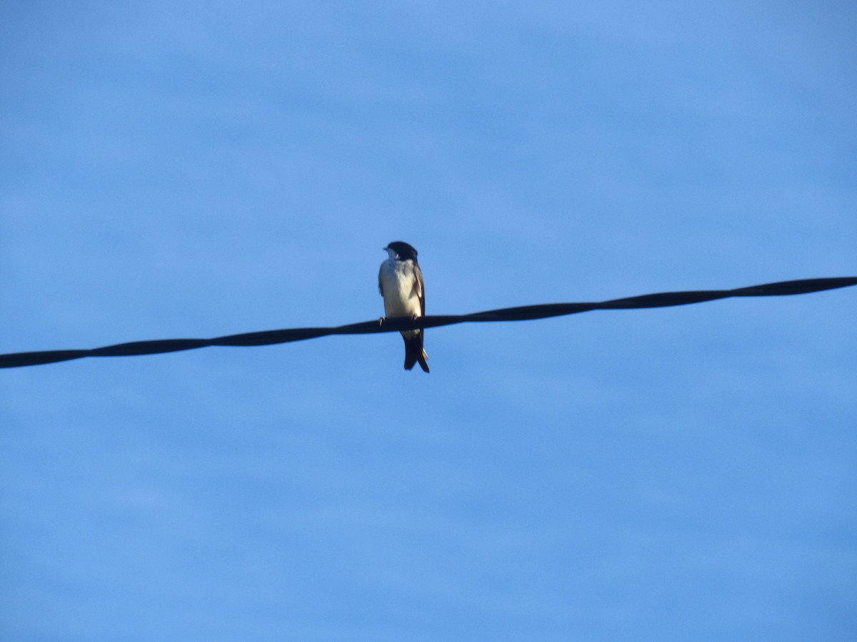 Blue-and-white Swallow - ML625176104