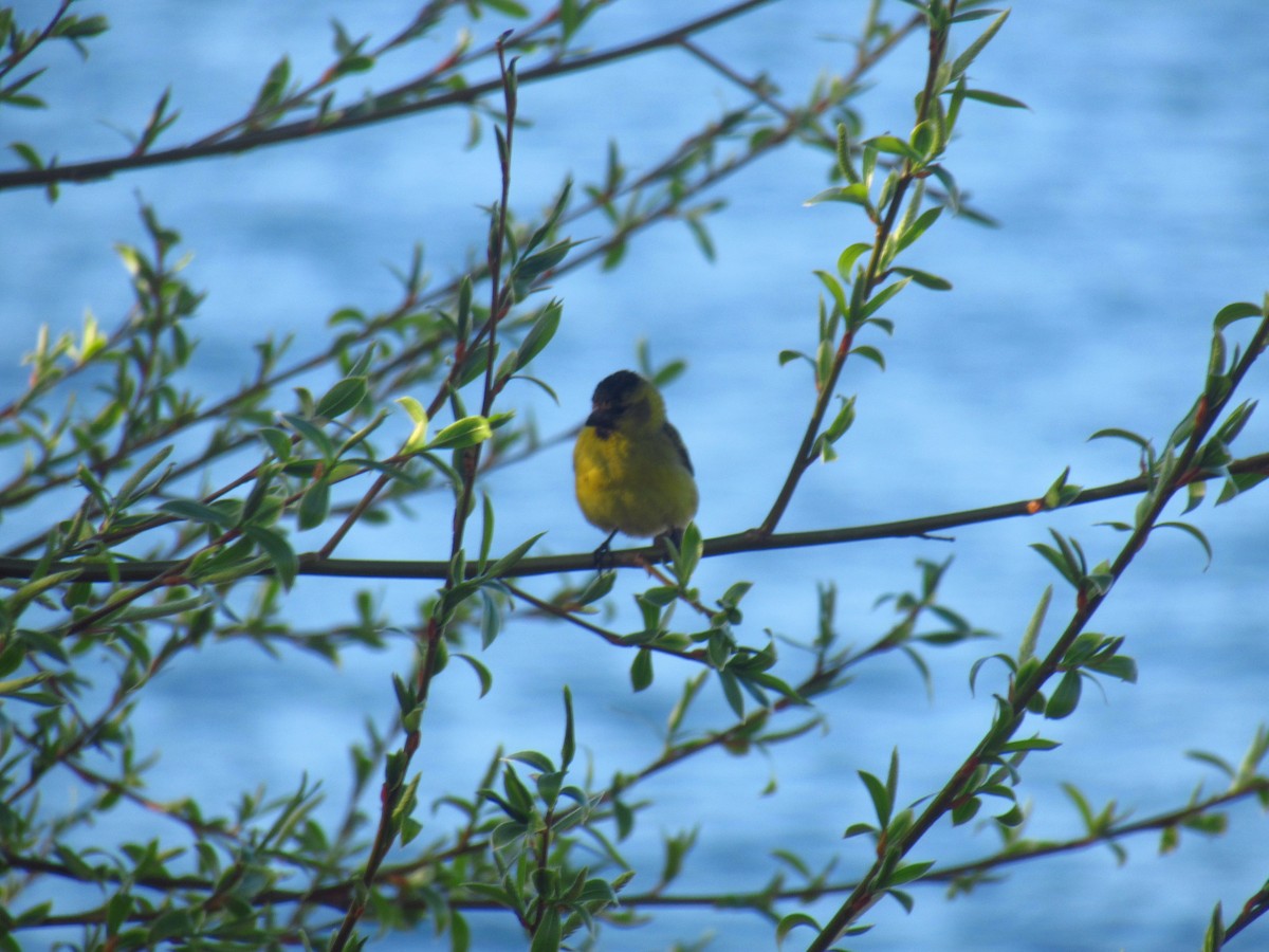 Black-chinned Siskin - ML625176109
