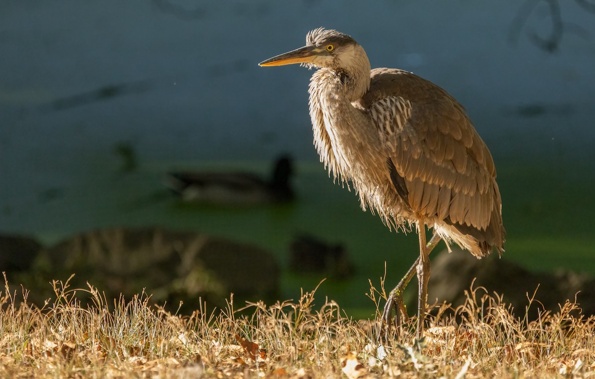 Great Blue Heron - ML625176126