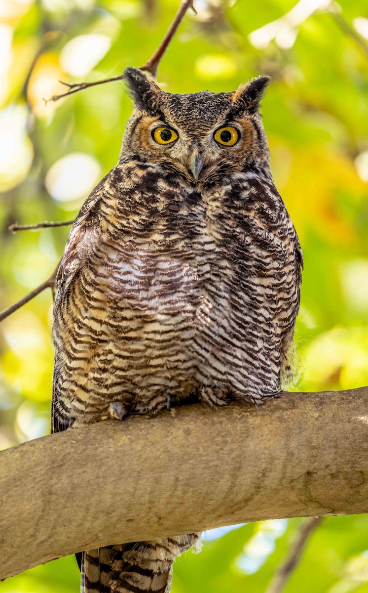 Great Horned Owl - ML625176169