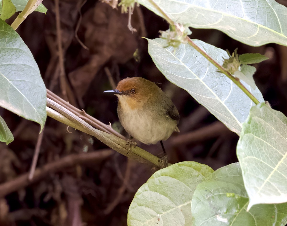 African Tailorbird - ML625176187