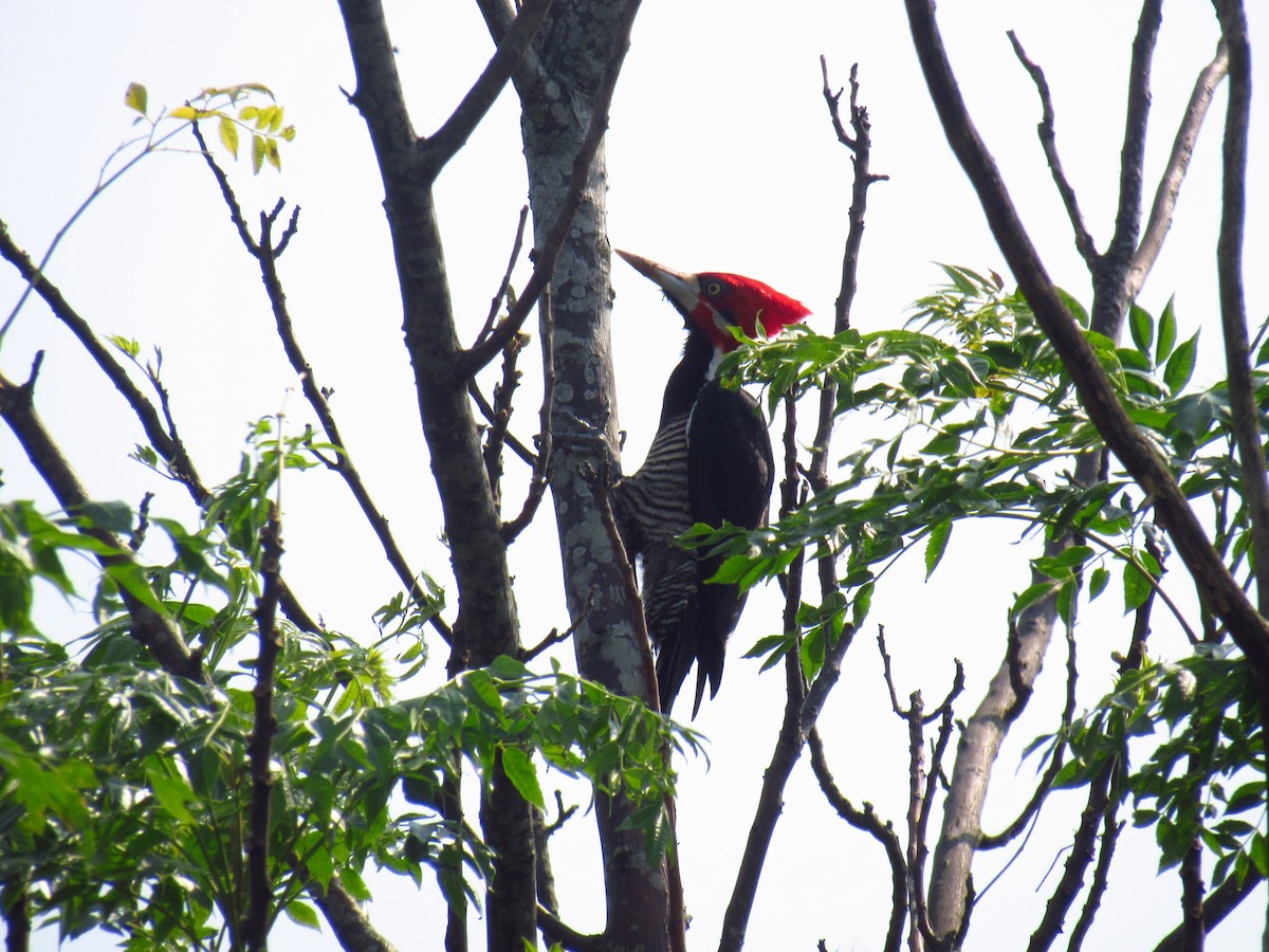 Crimson-crested Woodpecker - ML625176225