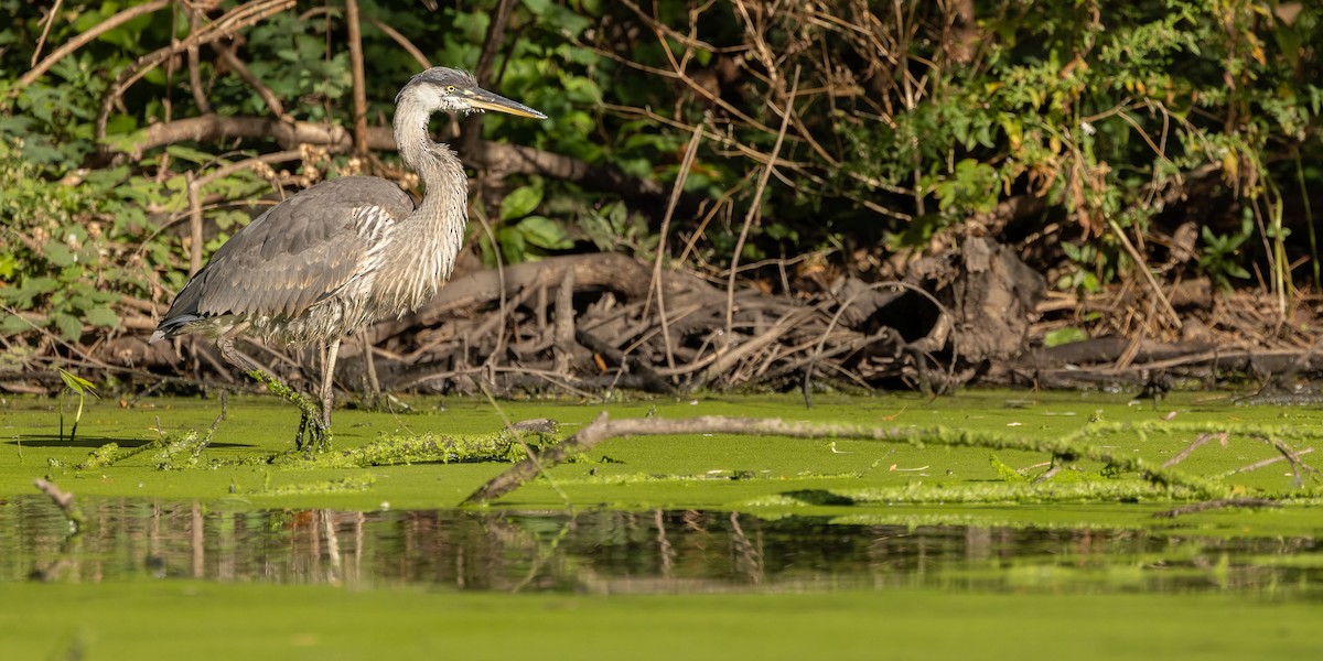 Great Blue Heron - ML625176228