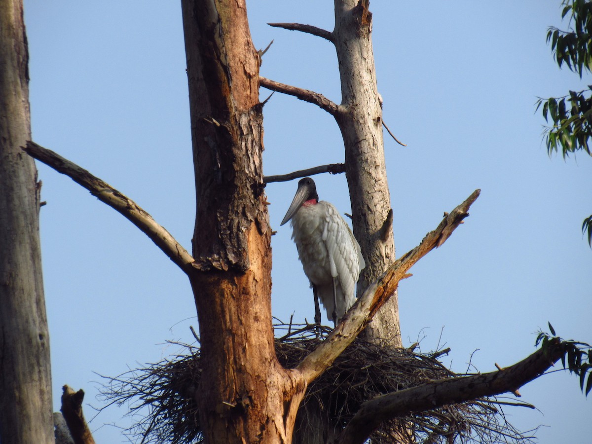 Jabiru - ML625176256