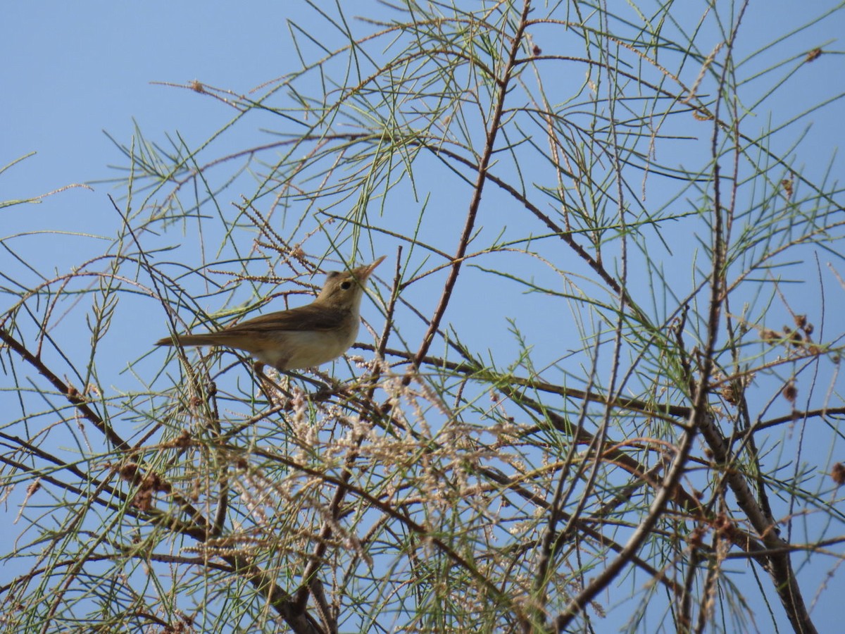 Western Olivaceous Warbler - ML625176268