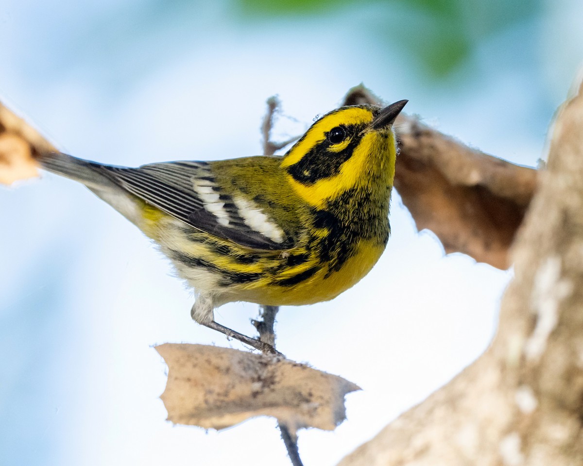 Townsend's Warbler - ML625176303