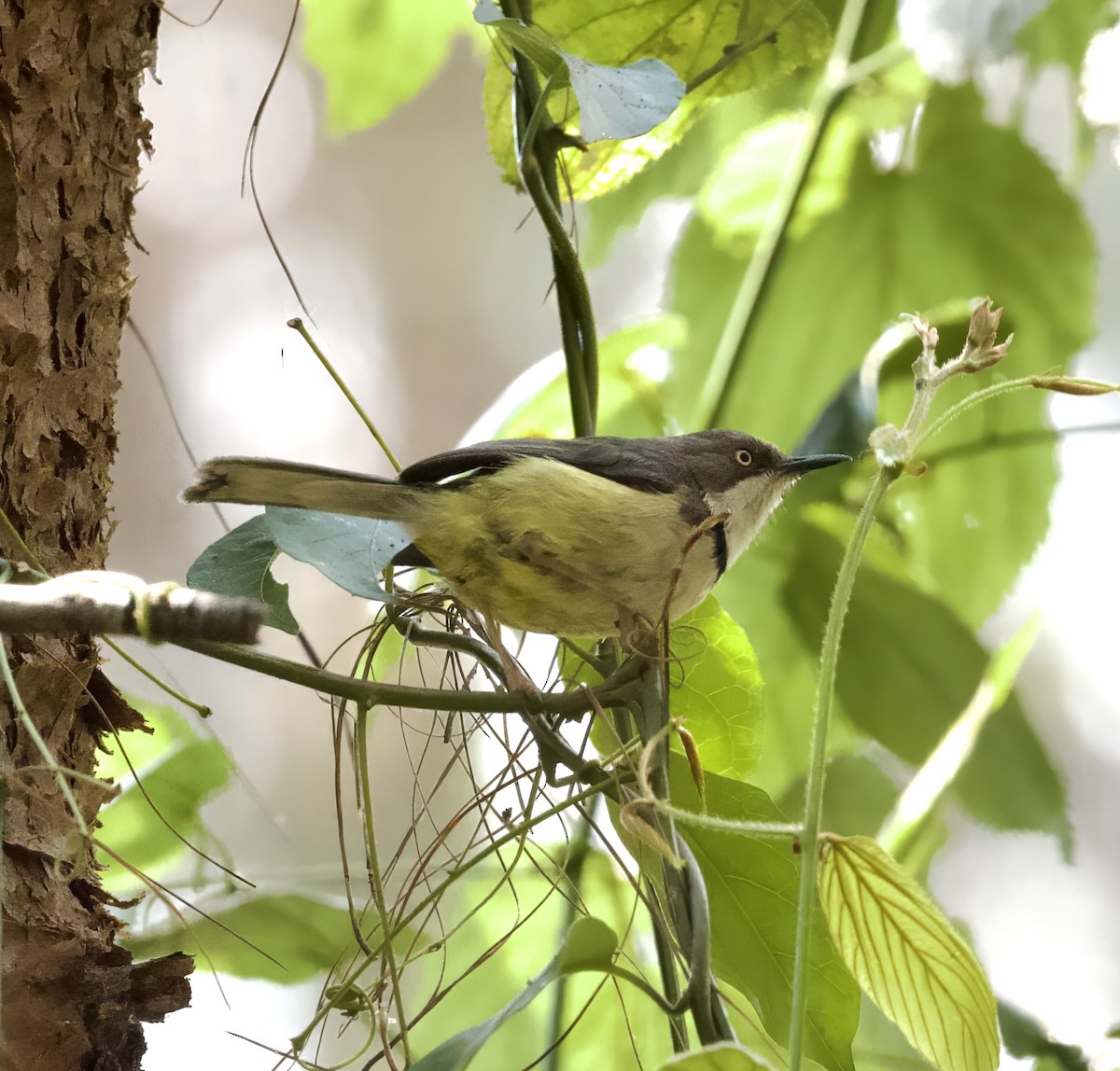 Apalis à collier - ML625176338