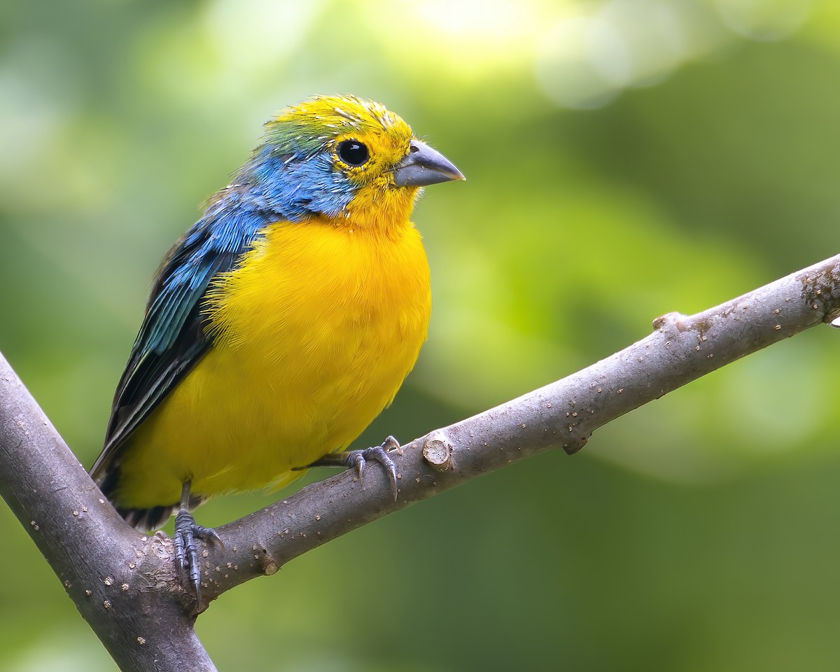 Orange-breasted Bunting - ML625176340