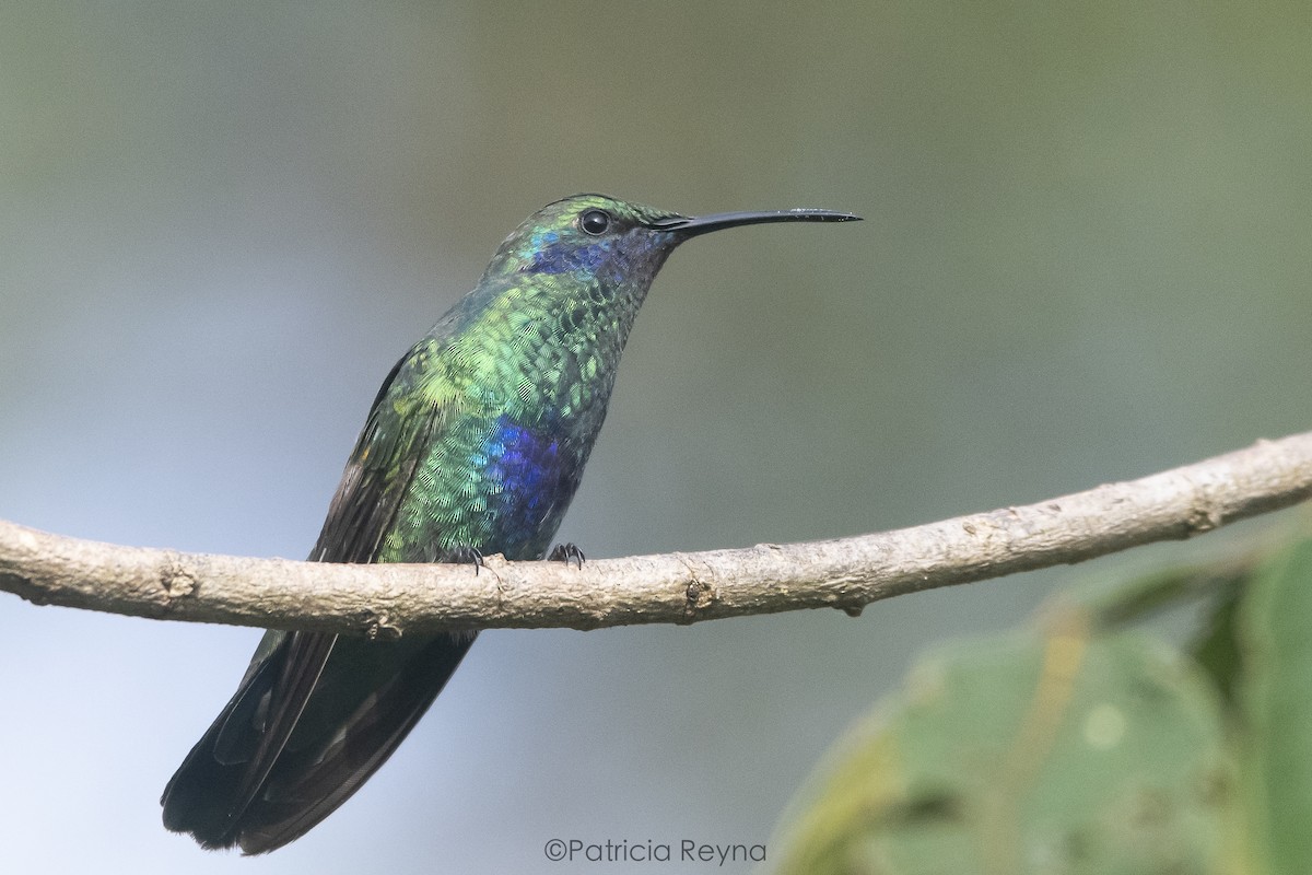Sparkling Violetear - ML625176393