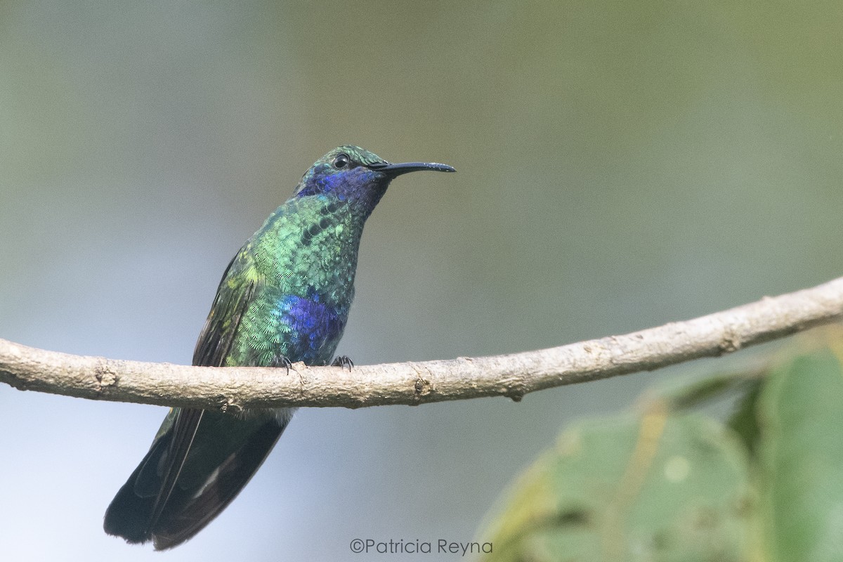 Sparkling Violetear - ML625176395